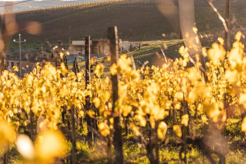 Col di Lamo Organic Boutique Classic Tour - Exploring the Experience