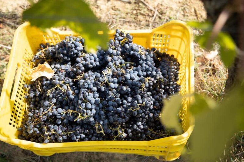 Col di Lamo Organic Boutique Vertical Experience - The Experience: What You Can Expect from the Tour