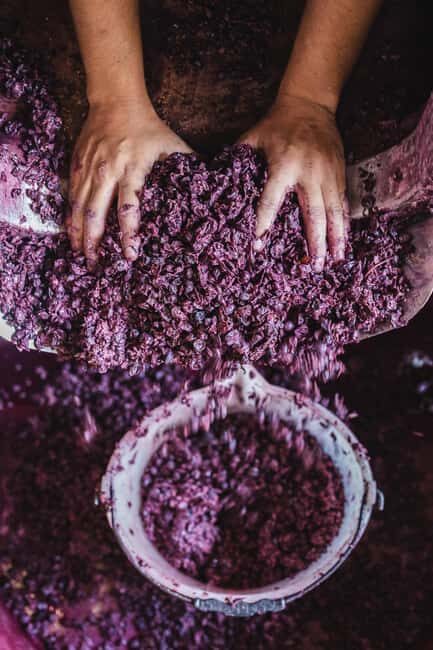 Col di Lamo Organic Boutique Vertical Experience - The Setting and Atmosphere