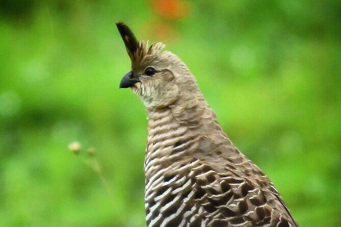 Colima Volcano Birdwatching Tour - Exploring the Colima Volcano Birdwatching Tour: A Practical Guide