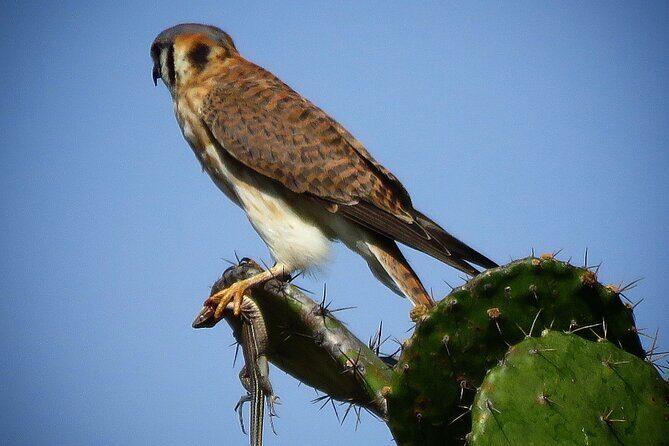 Colima Volcano Birdwatching Tour - What to Expect from the Colima Volcano Birdwatching Tour