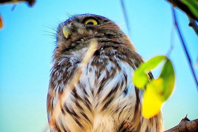 Colima Volcano Birdwatching Tour - Who Should Consider This Tour?