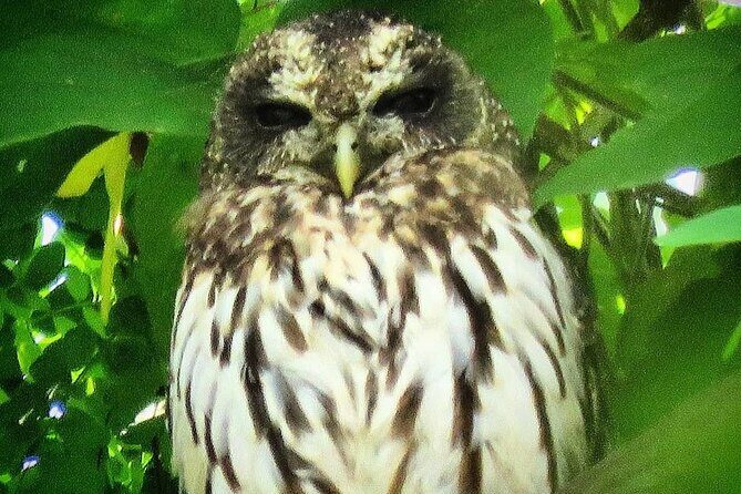 Colima Volcano Birdwatching Tour - Final Thoughts