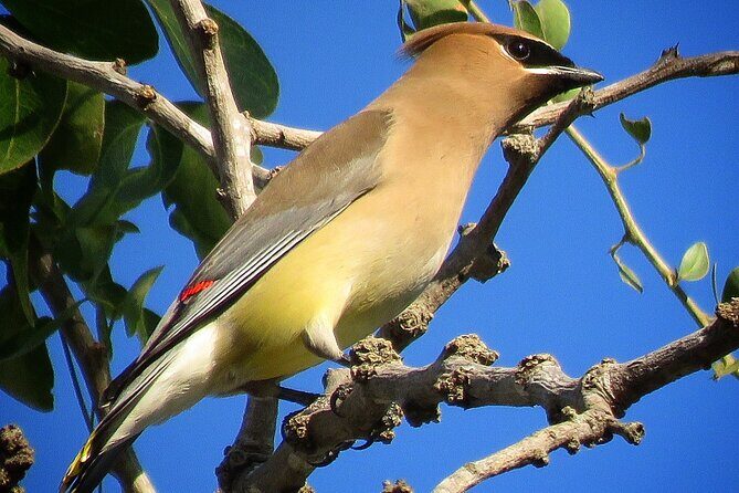 Colima Volcano Birdwatching Tour - FAQs About the Colima Volcano Birdwatching Tour