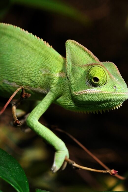 Cologne: Cologne Zoo and Aquarium Entry Ticket - Practical Details: What You Need to Know