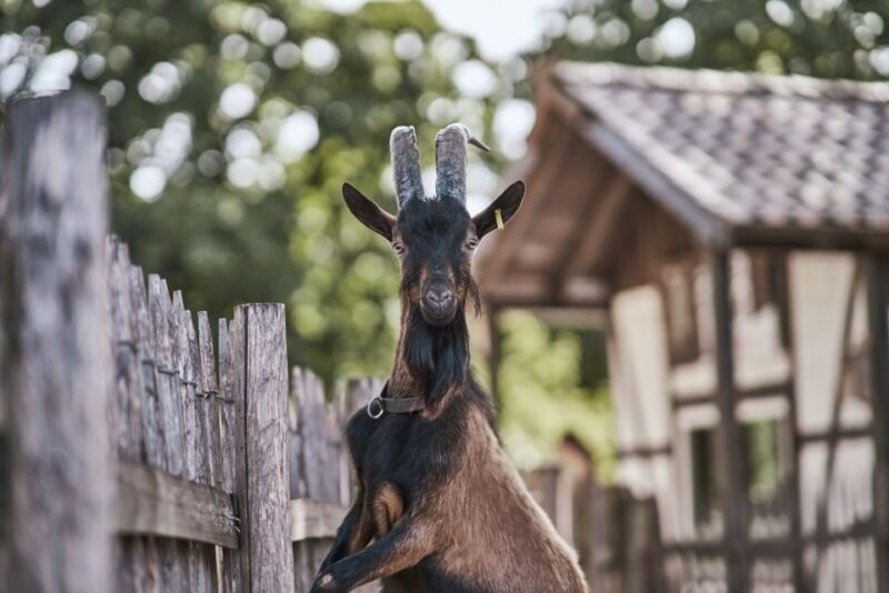 Cologne: Cologne Zoo and Aquarium Entry Ticket - FAQs About Cologne Zoo and Aquarium