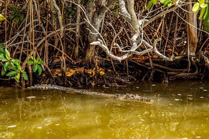 Coloradas Adventure and Cancunito Beach Tour from Merida - Who Is This Tour Best For?
