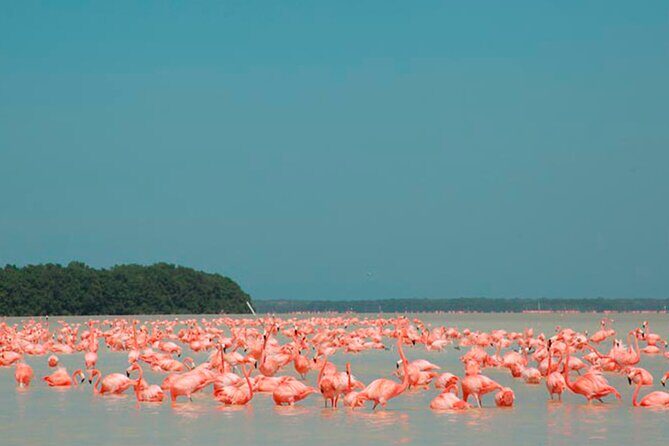 Coloradas, Ria Lagartos Boat Trip & One Natural Beach from Merida - Frequently Asked Questions