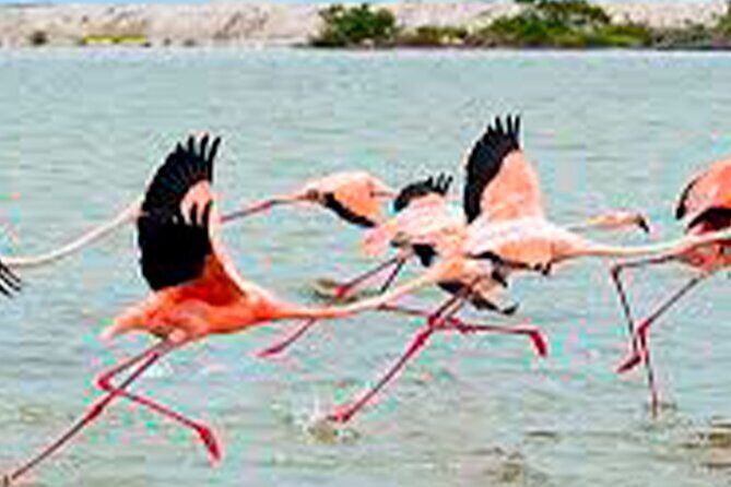 Coloradas, Ria Lagartos Boat Trip & One Natural Beach from Merida - Final Thoughts