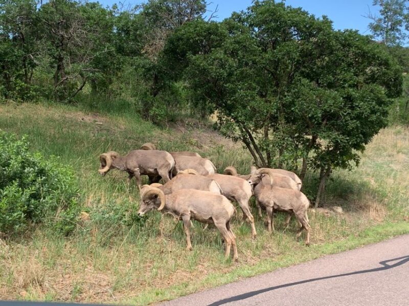 Colorado Springs: Garden of the Gods Luxury Jeep Tour - What To Expect from the Tour