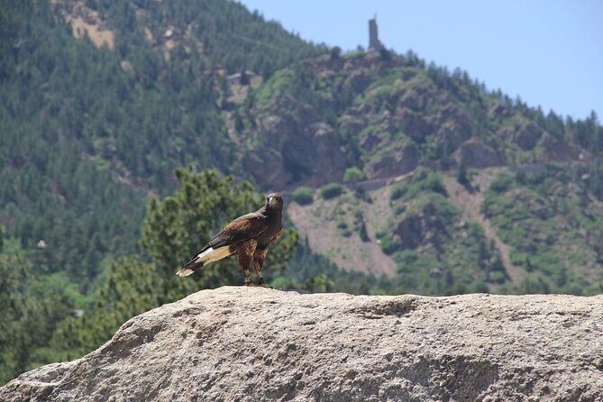 Colorado Springs Hands-On Falconry Class and Demonstration - Key Points