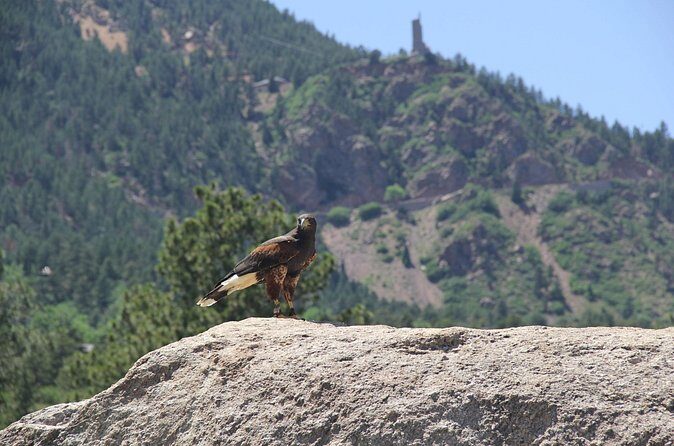 Colorado Springs Hands-On Falconry Class and Demonstration - Who Is This Tour Best For?