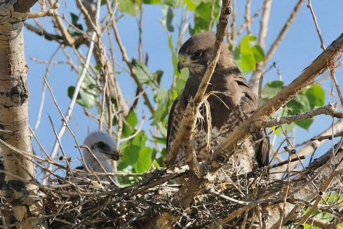 Colorado's Birds of Prey Full-Day with Lunch - Final Thoughts: Is It Worth It?