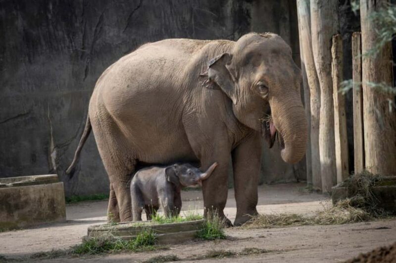 Columbus, OH: Columbus Zoo and Aquarium Entry Ticket - Key Points