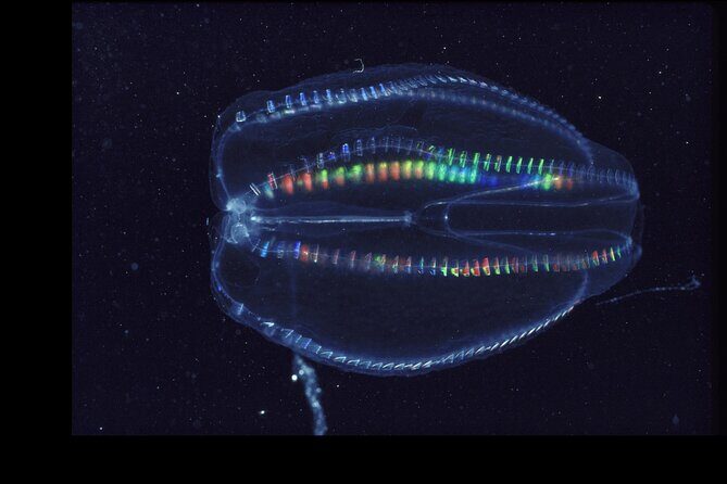 Comb Jelly Bioluminescence Clear Kayak Glow Tour - Key Points
