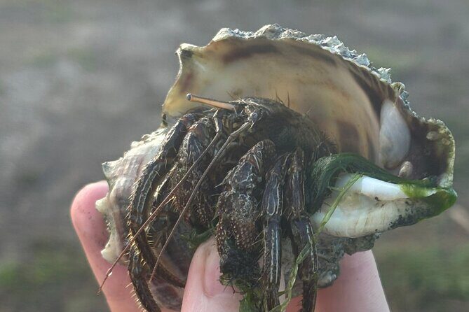 Comb Jelly Bioluminescence Clear Kayak Glow Tour - Who Should Consider This Tour?