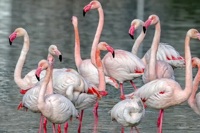 Combo: Cagliari Old Town and the Oasis of Flamingos - An In-Depth Look at the Cagliari Segway Tour and Flamingo Oasis Combo