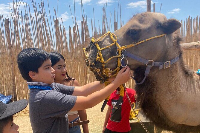 Combo Camelback Safari and ATV Ride Combo Tour Adventure - Key Points