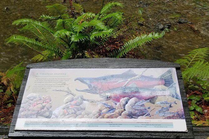 Combo Tour: Muir Woods, Sausalito and Sonoma Wine Country Tour - Is This Tour Right for You?