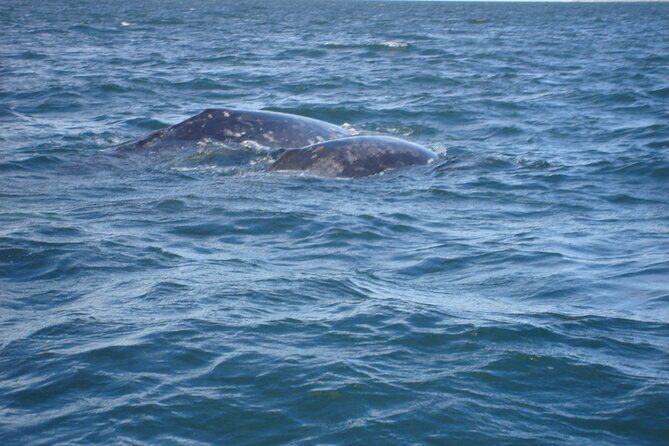 Combo Tour: Whale Watching, Shopping and Beach Time - Who Is This Tour Best For?