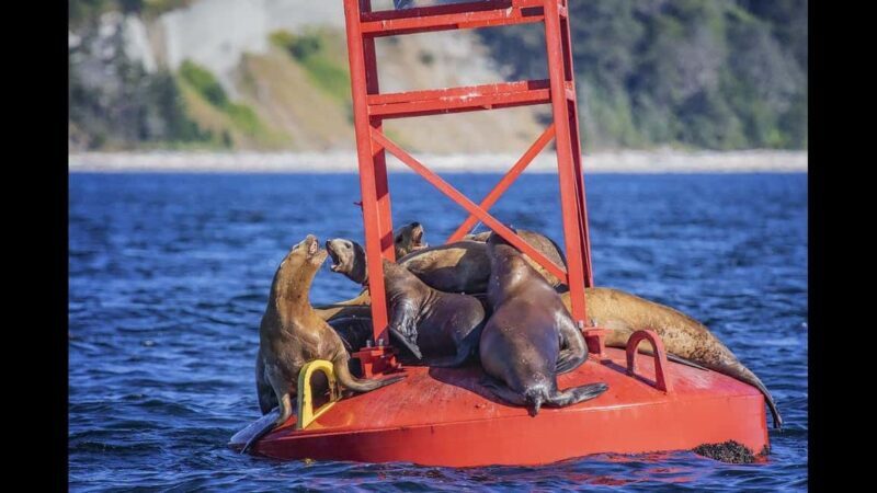 Comox: 4 Hour Whale and Wildlife Watching Tour - What Makes This Tour Special?