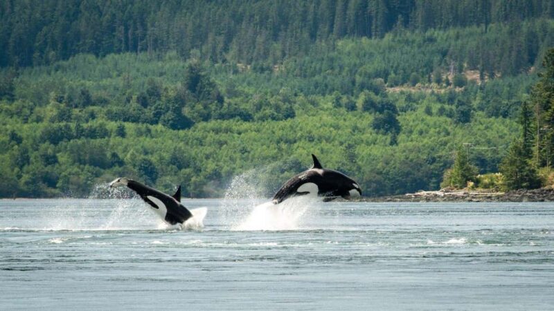 Comox: 4 Hour Whale and Wildlife Watching Tour - What You Can Expect to See