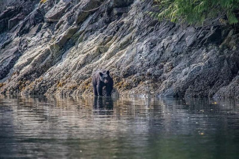 Comox: 4 Hour Whale and Wildlife Watching Tour - Snacks, Comfort, and Practicalities