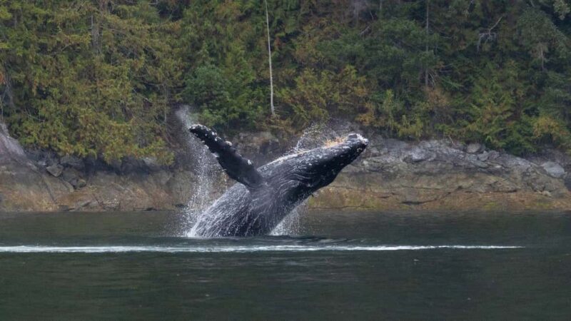 Comox: 4 Hour Whale and Wildlife Watching Tour - Final Thoughts