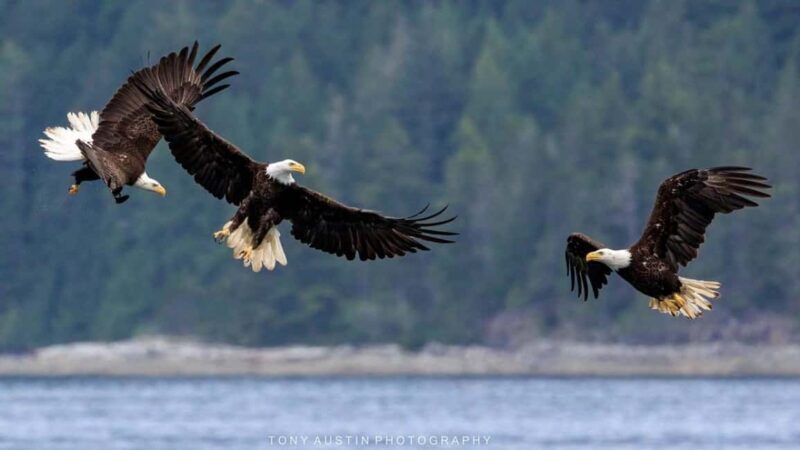 Comox: 4 Hour Whale and Wildlife Watching Tour - FAQ