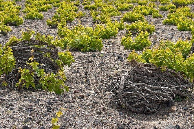 Complete Santorini Wine Experience - How Does the Experience Feel?