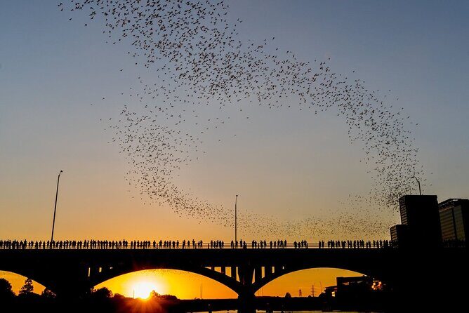 Congress Bridge Kayaking Bat Tour - What is the Congress Bridge Bat Tour?