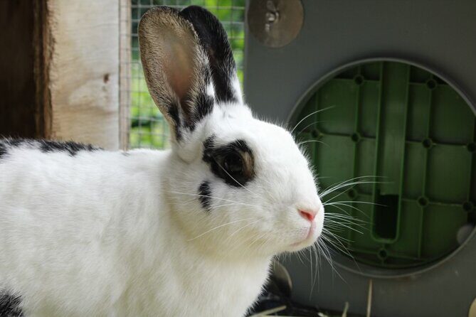 Connect with Rescue Animals on a Private Farm Tour in Catskills - Who Should Consider This Tour?