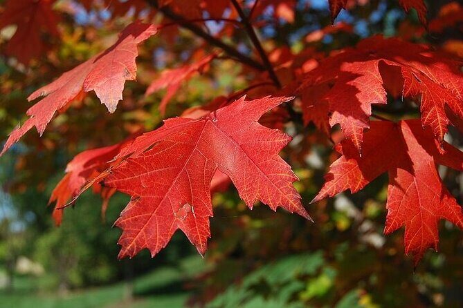 Connecticut Maple Foliage 1 Day Tour From New York - What’s Included and What You’ll Want to Budget For