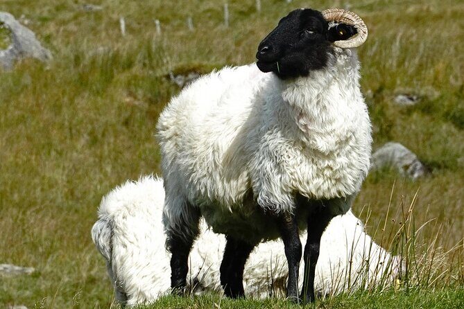 Connemara Day Trip Including Leenane Village and Kylemore Abbey from Galway - Frequently Asked Questions