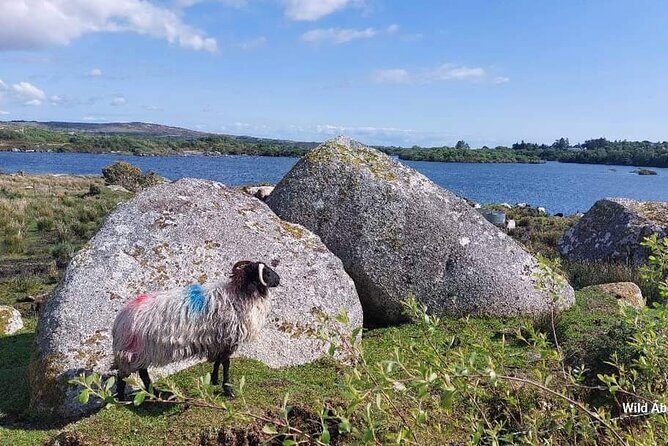 Connemara Sheep Farm experience & Kylemore Abbey by Lux Limousine - FAQ