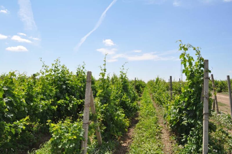 Constana: Ancient Histria Fortress and Local Wine Tasting - Final Thoughts: Is This Tour Right for You?