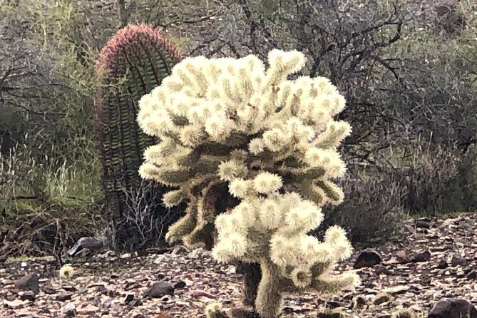 Contact us to book your time. Best Trail Rides in Arizona. - Final Thoughts
