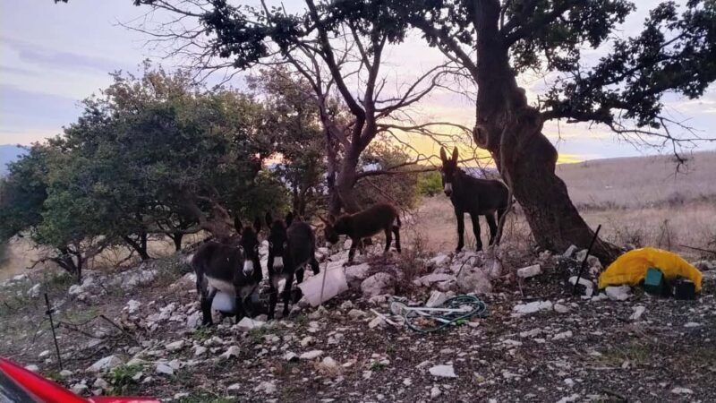 Contessa Entellina: Trekking on the Path of Beauty - Practical Details