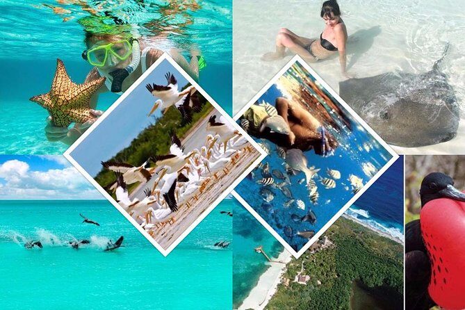 Contoy Island - An In-Depth Look at the Isla Contoy Tour