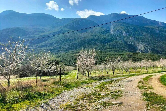 Cooking Class at Alexandras Farm in Ypati Thermal Springs - What to Expect from the Farm Cooking Class