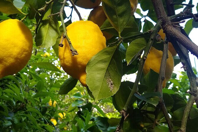 Cooking class in Capri for small groups - Key Points