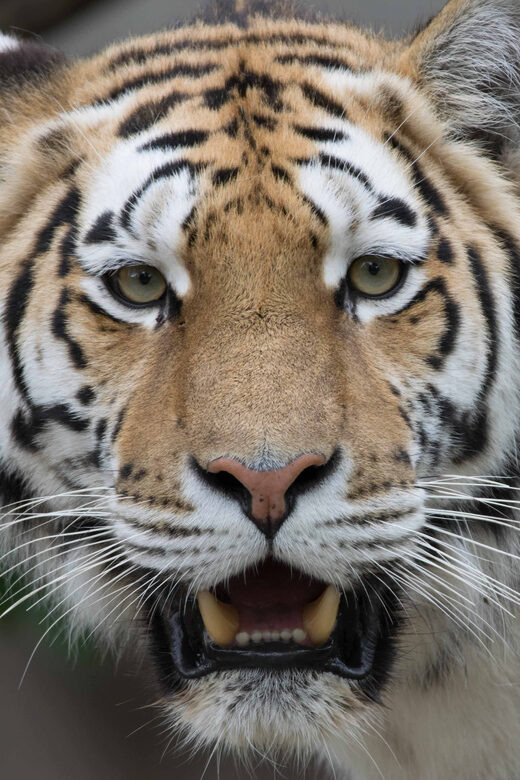 Copenhagen: Copenhagen Zoo Entry Ticket - Key Points