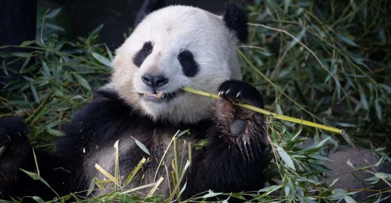 Copenhagen: Copenhagen Zoo Entry Ticket - What Are the Downsides?