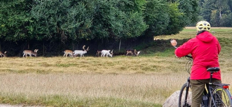 Copenhagen: Guided Tour Deer Park in Klampenborg - Who Should Consider This Tour