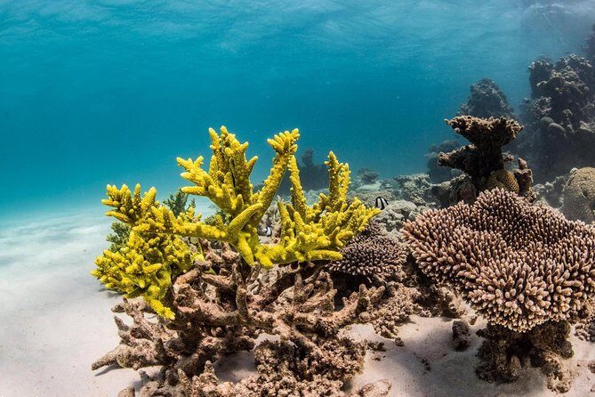 Coral Bay 1-Hour Coral Viewing - What to Expect from the Tour
