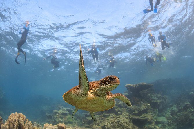 Coral Bay 3-Hour Turtle Ecotour - What to Expect from the Tour