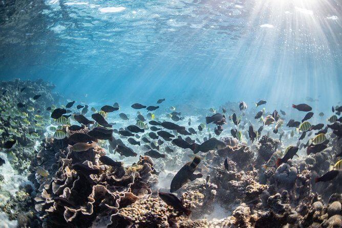 Coral Bay 3-Hour Turtle Ecotour - FAQs