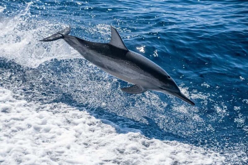 Coral Bay: Full Day Ningaloo Reef with Manta Rays Tour - FAQ