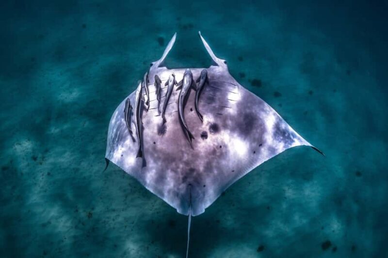 Coral Bay: Marine Eco Safari - Swim With Manta Rays - Key Points
