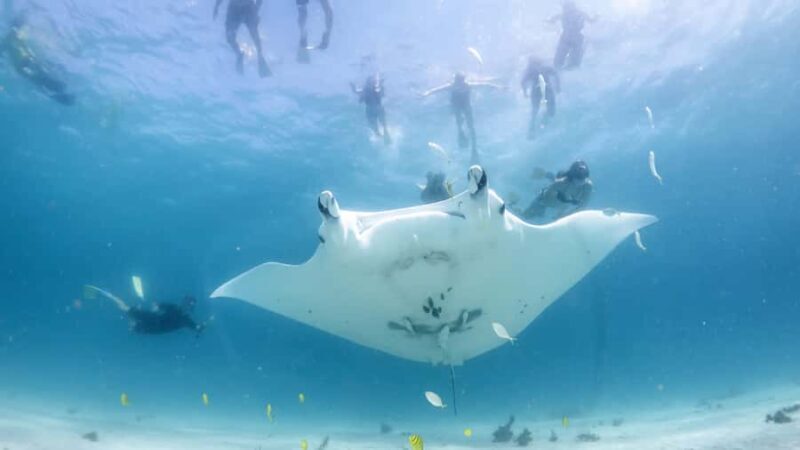 Coral Bay: Marine Eco Safari - Swim With Manta Rays - An In-Depth Look at the Coral Bay Marine Eco Safari